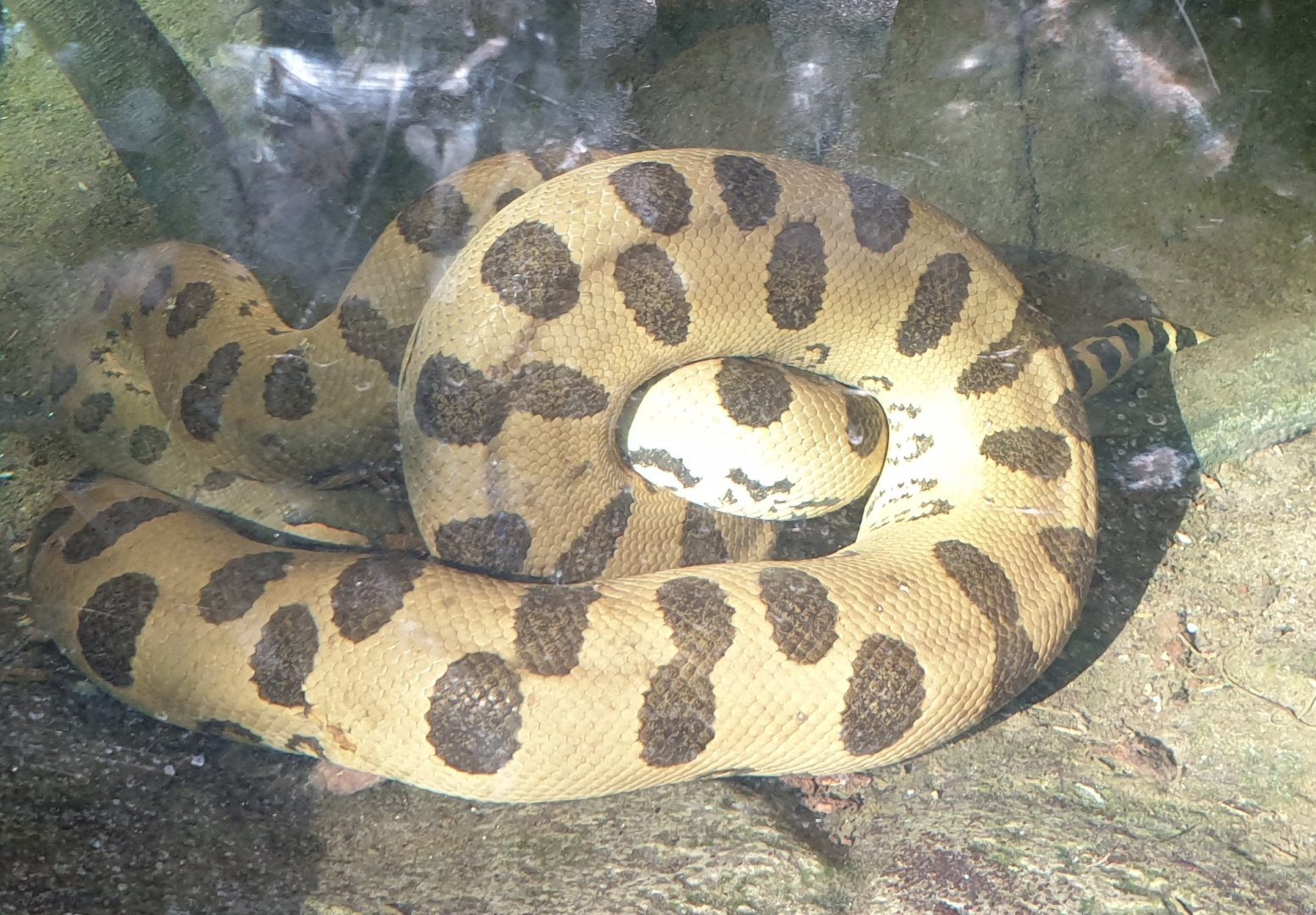 Green anaconda