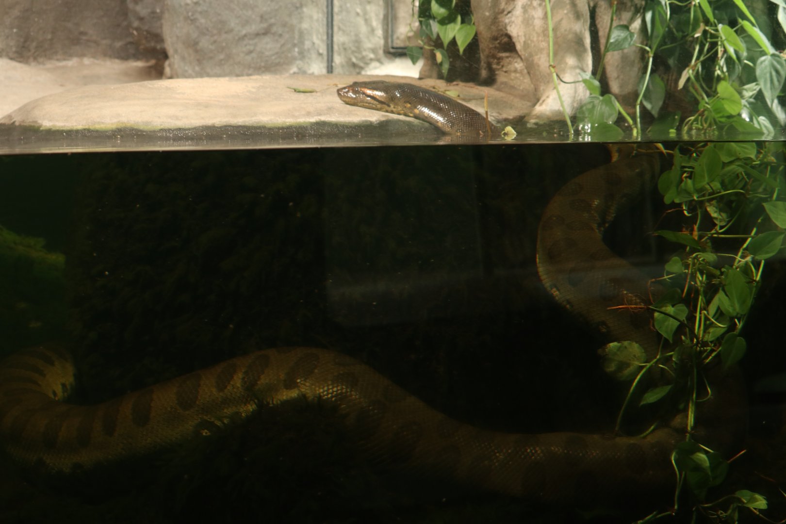 Green Anaconda
