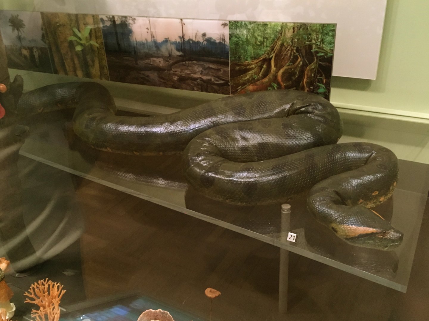 Green Anaconda