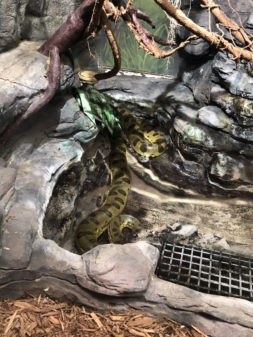 Green Anaconda
