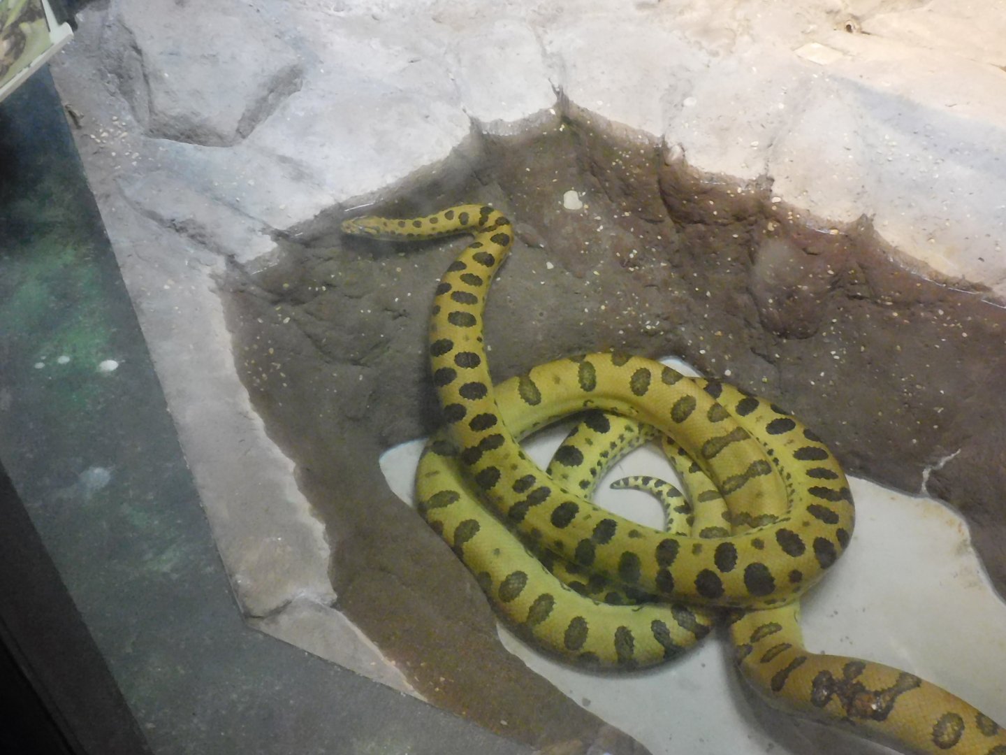 Green anaconda