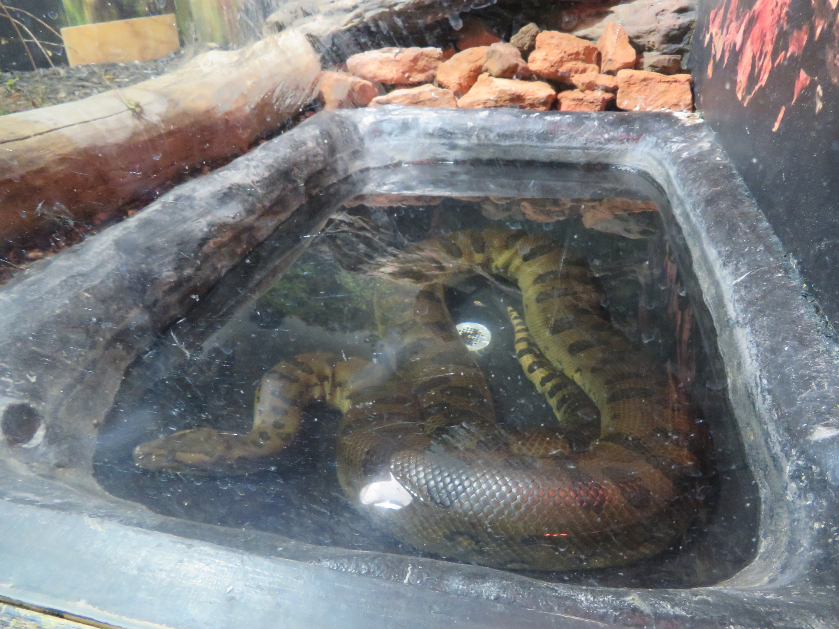 Green Anaconda
