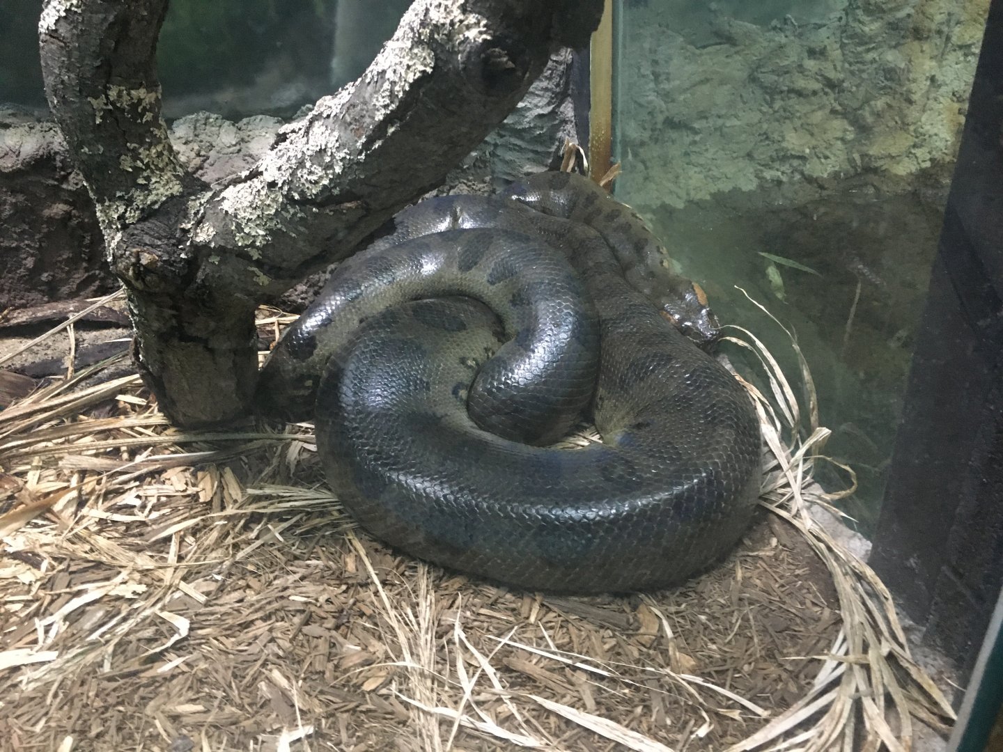 Green anaconda