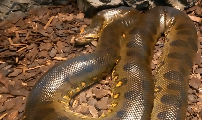 Green anaconda