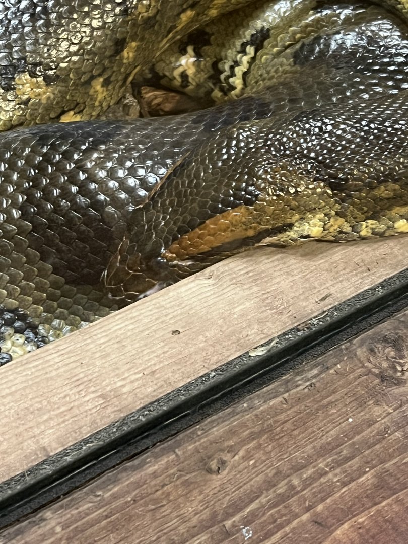 Green Anaconda