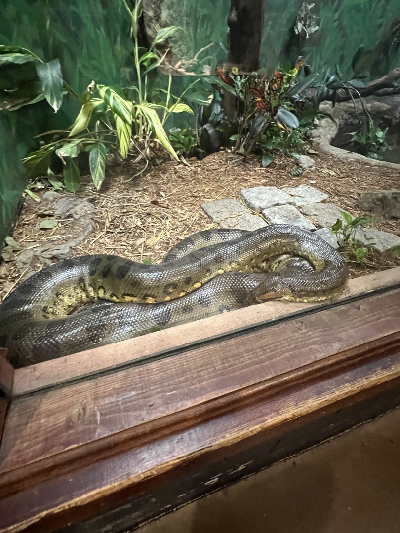 Green Anaconda