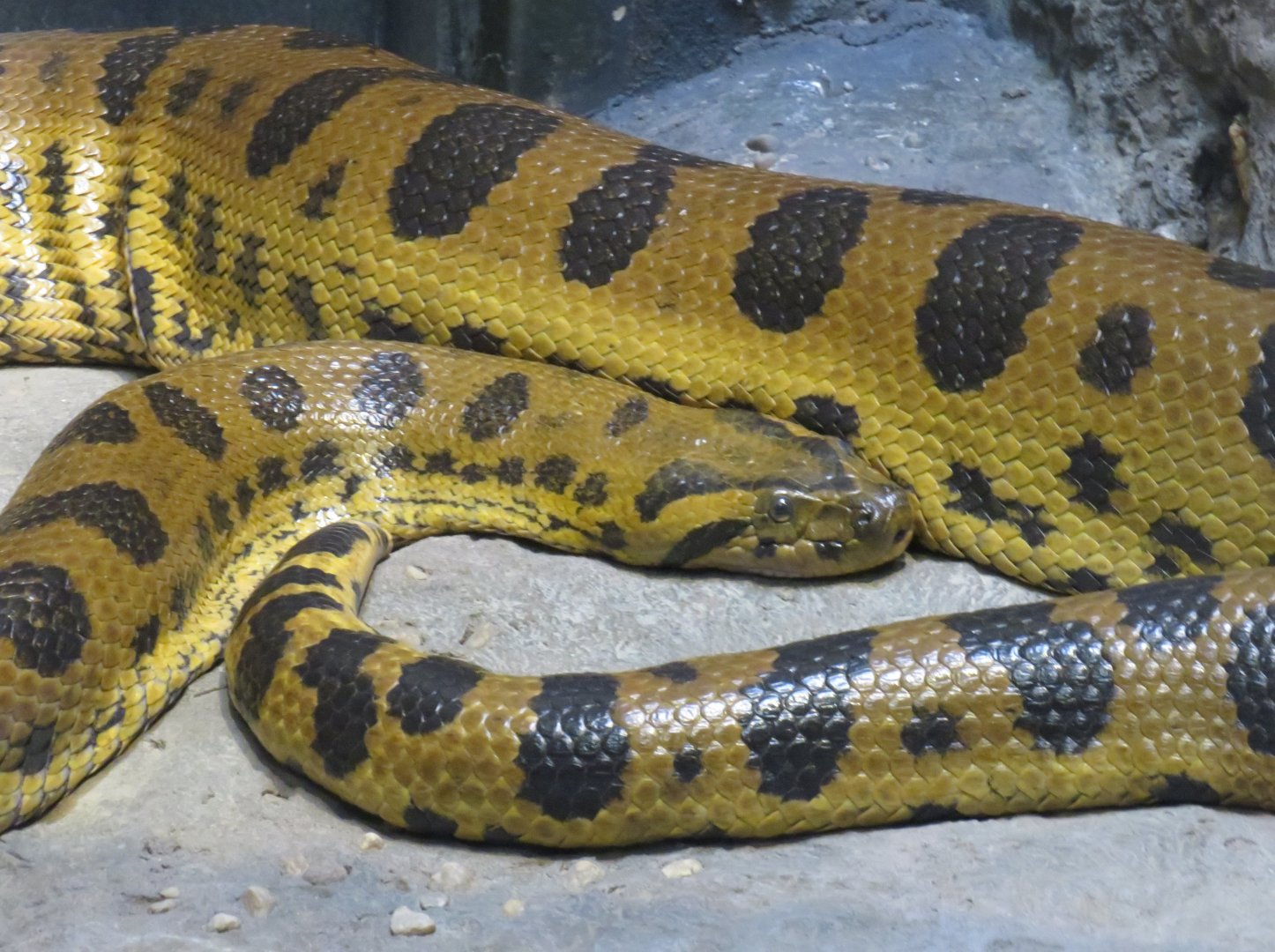 Green anaconda