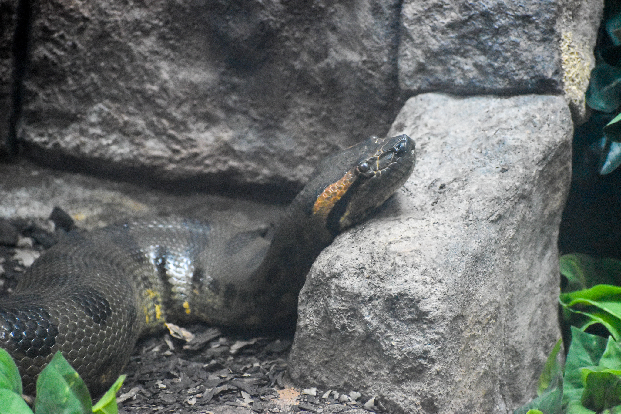 Green Anaconda