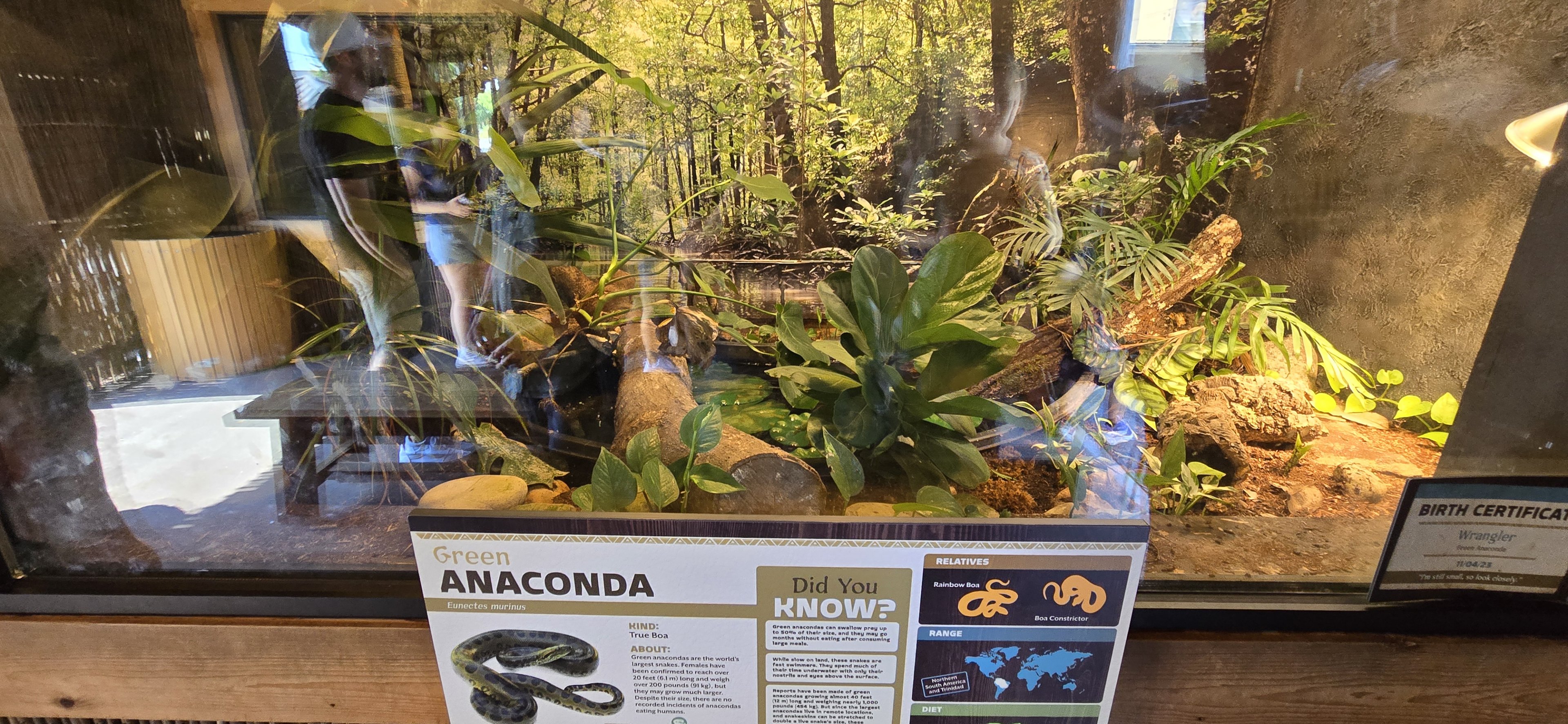 Green anaconda