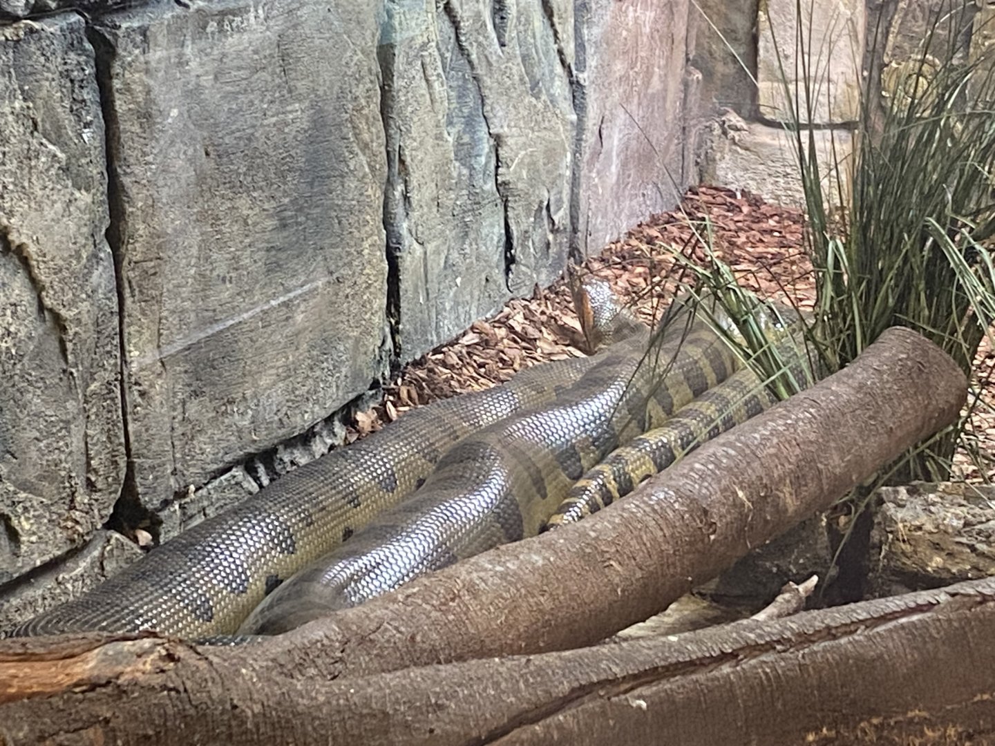 Green anaconda