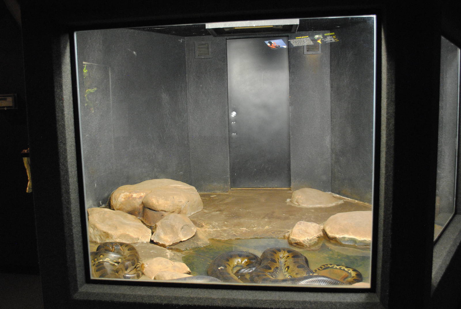Green Anacondas Exhibit (Main Gallery)