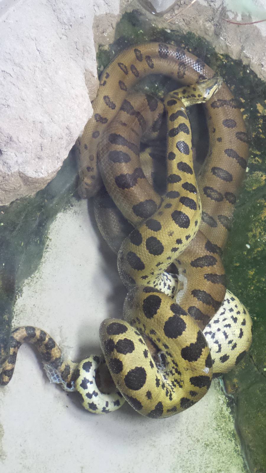 Green Anacondas Mating