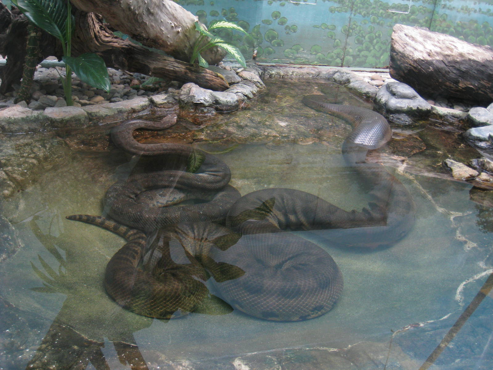 Green Anacondas
