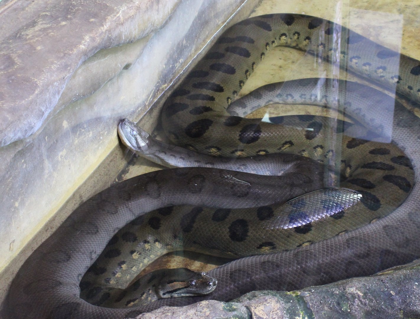Green anaconda's