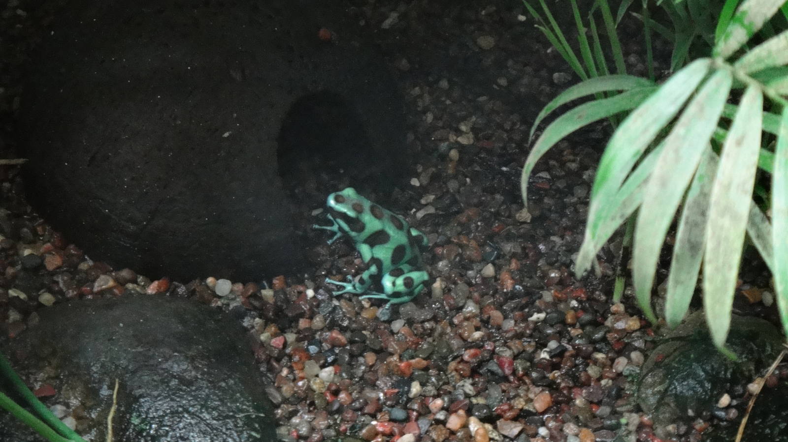 Green and black dart frog at Bronx zoo 2014-12-29