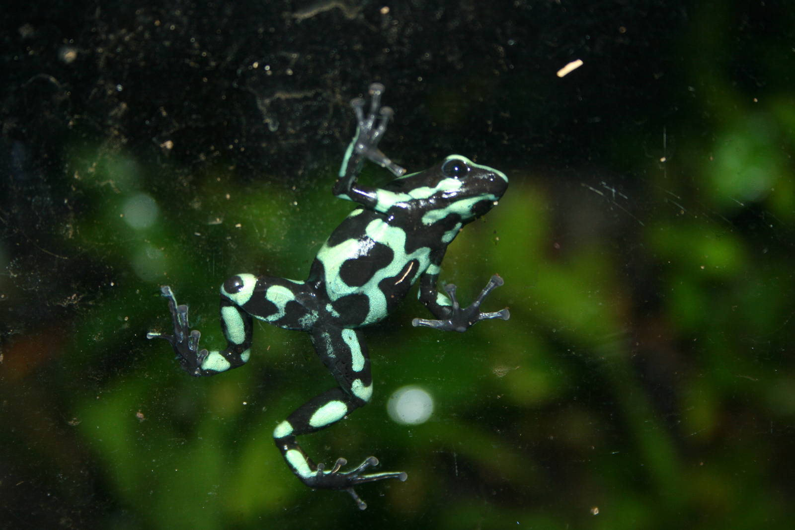 Green-and-black dart frog