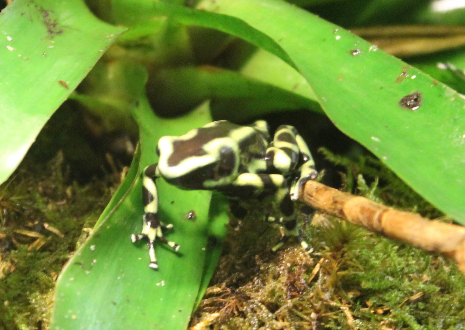Green and black dart frog