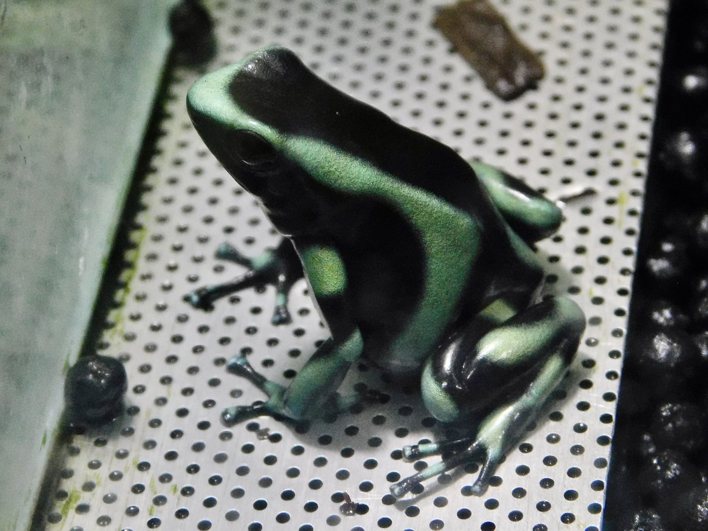 Green and Black Dart-Poison Frog (Dendrobates auratus) - Kawasui Kawasaki Aquarium October 21, 2025