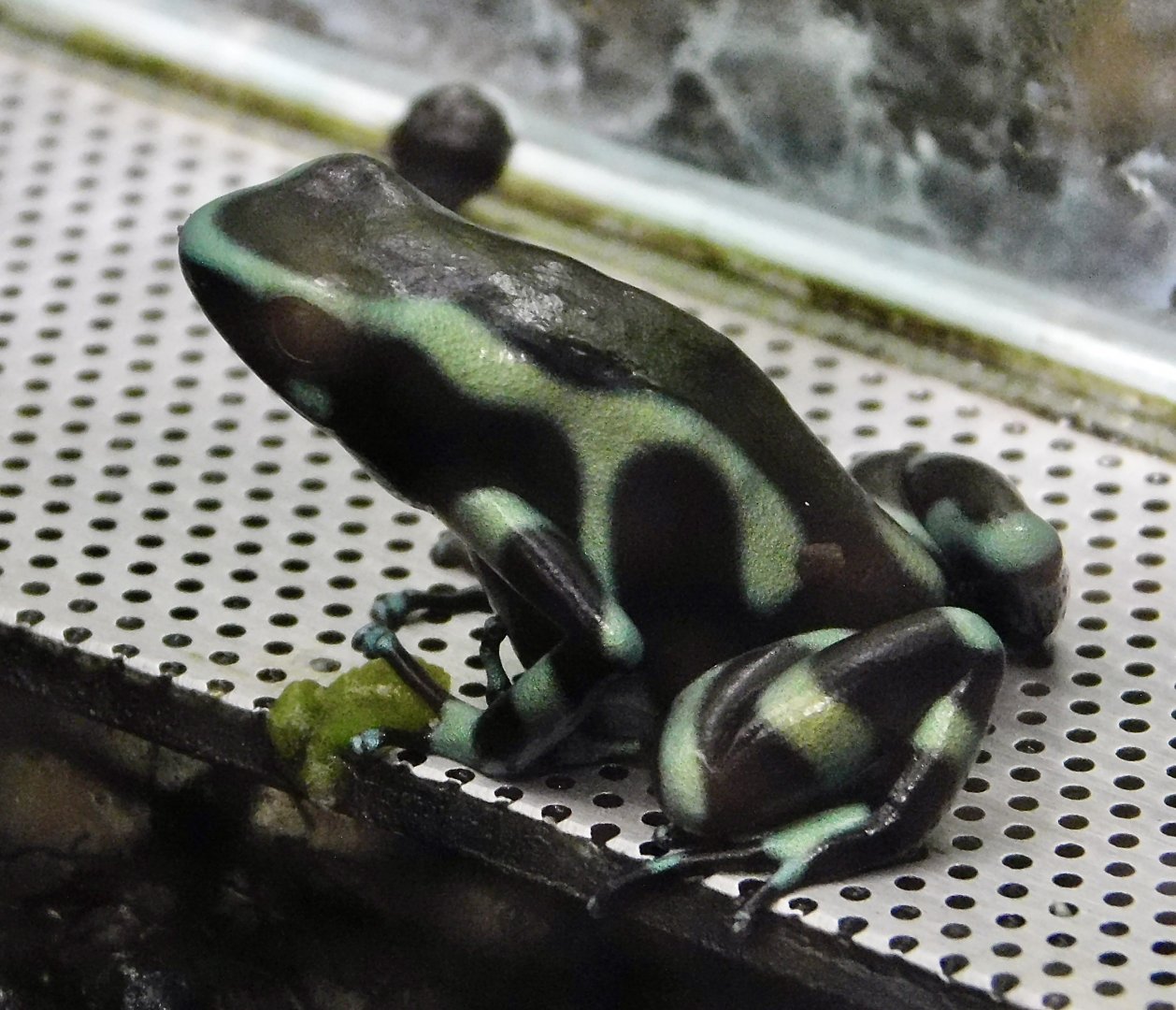 Green and Black Dart-Poison Frog (Dendrobates auratus) - Kawasui Kawasaki Aquarium October 21, 2025