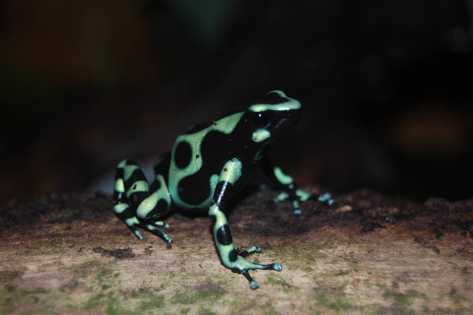 Green and Black dart poison frog