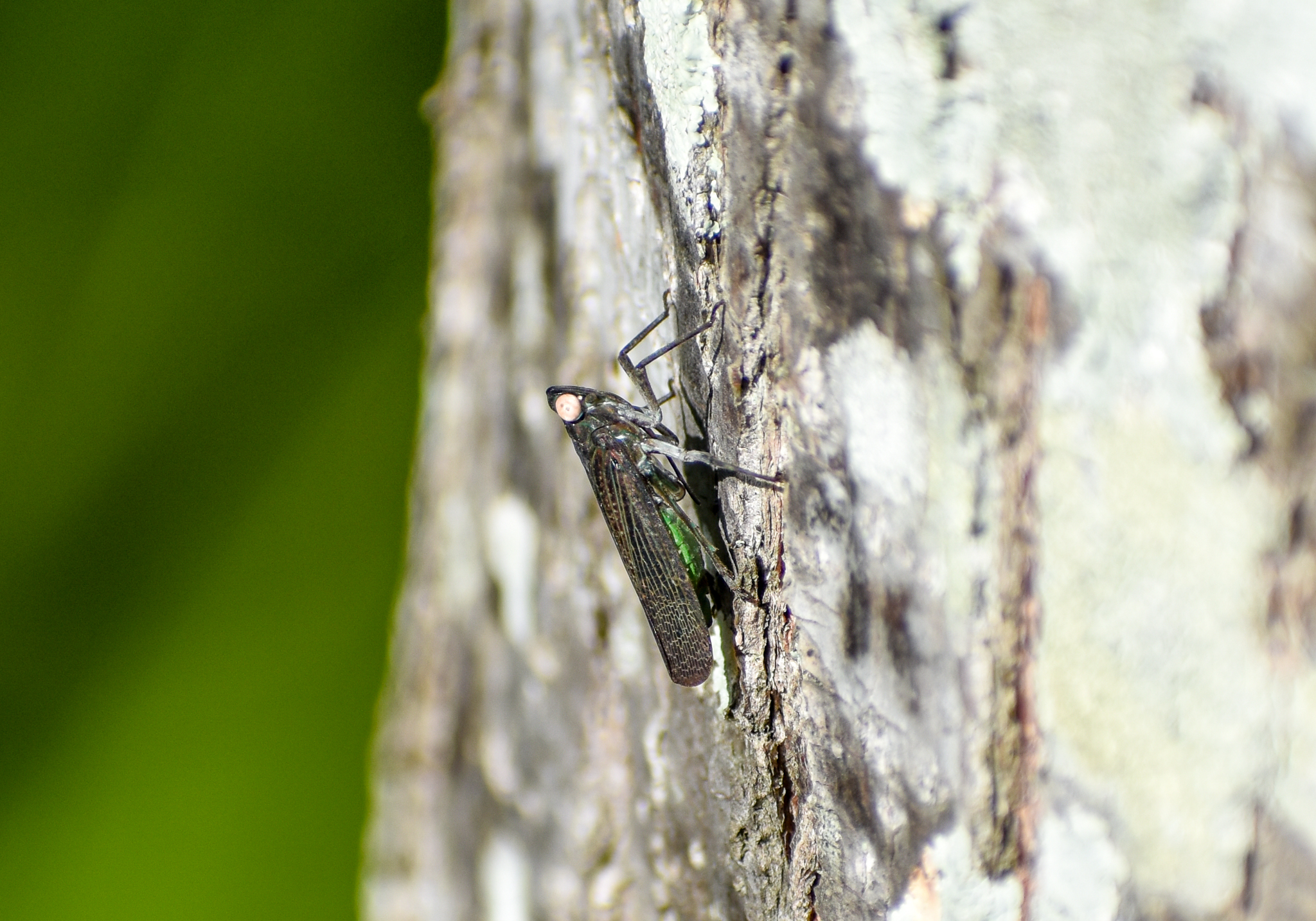 Green and Black Planthopper, Desudaba psittacus