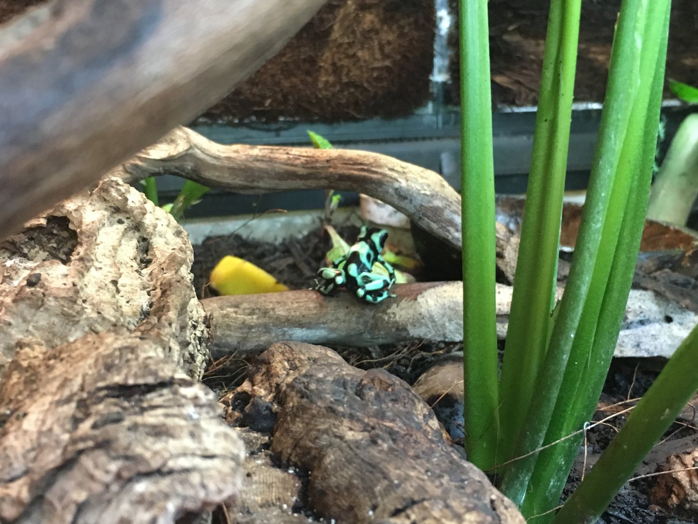 Green and black poison dart frog 010817