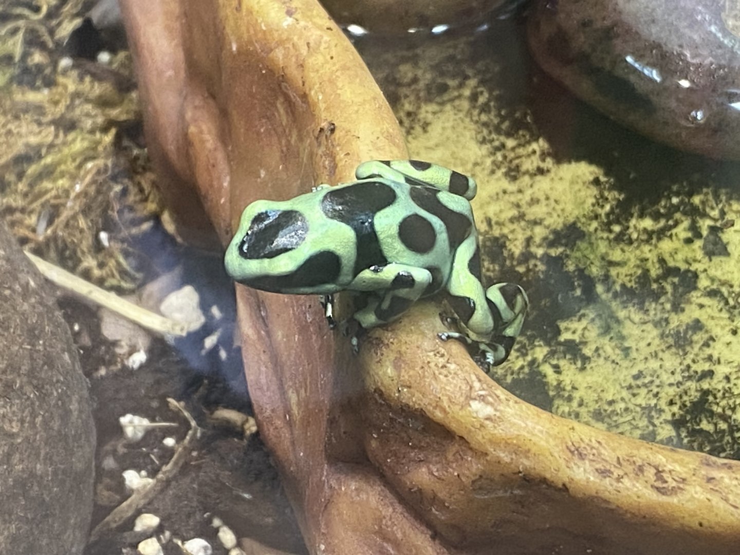 Green and black poison dart frog 040324