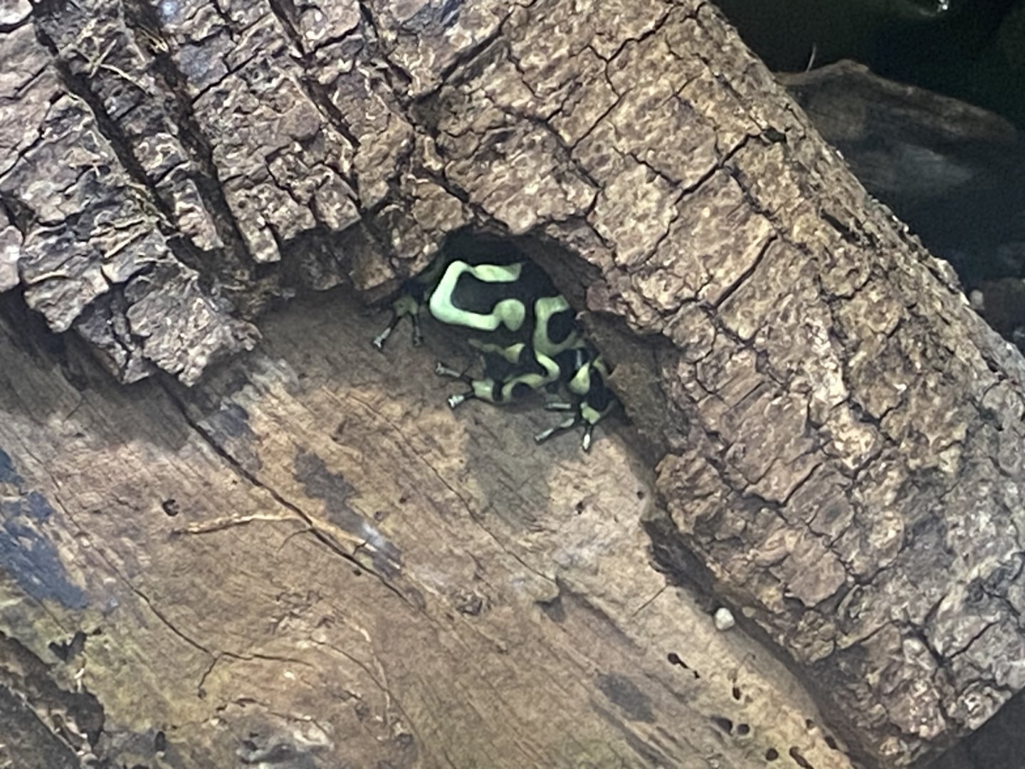 Green and black poison dart frog 040324