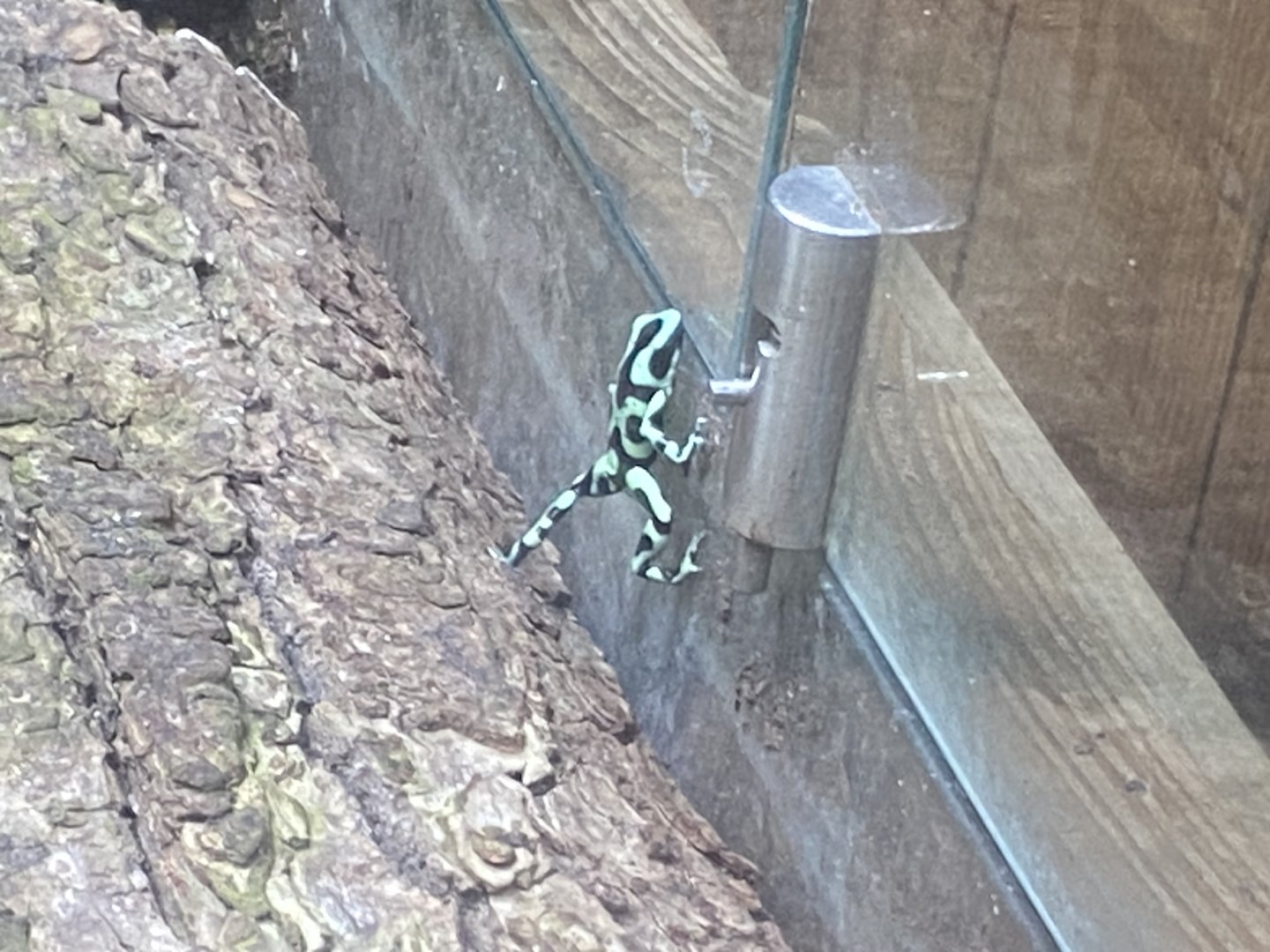 Green and black poison dart frog 060523