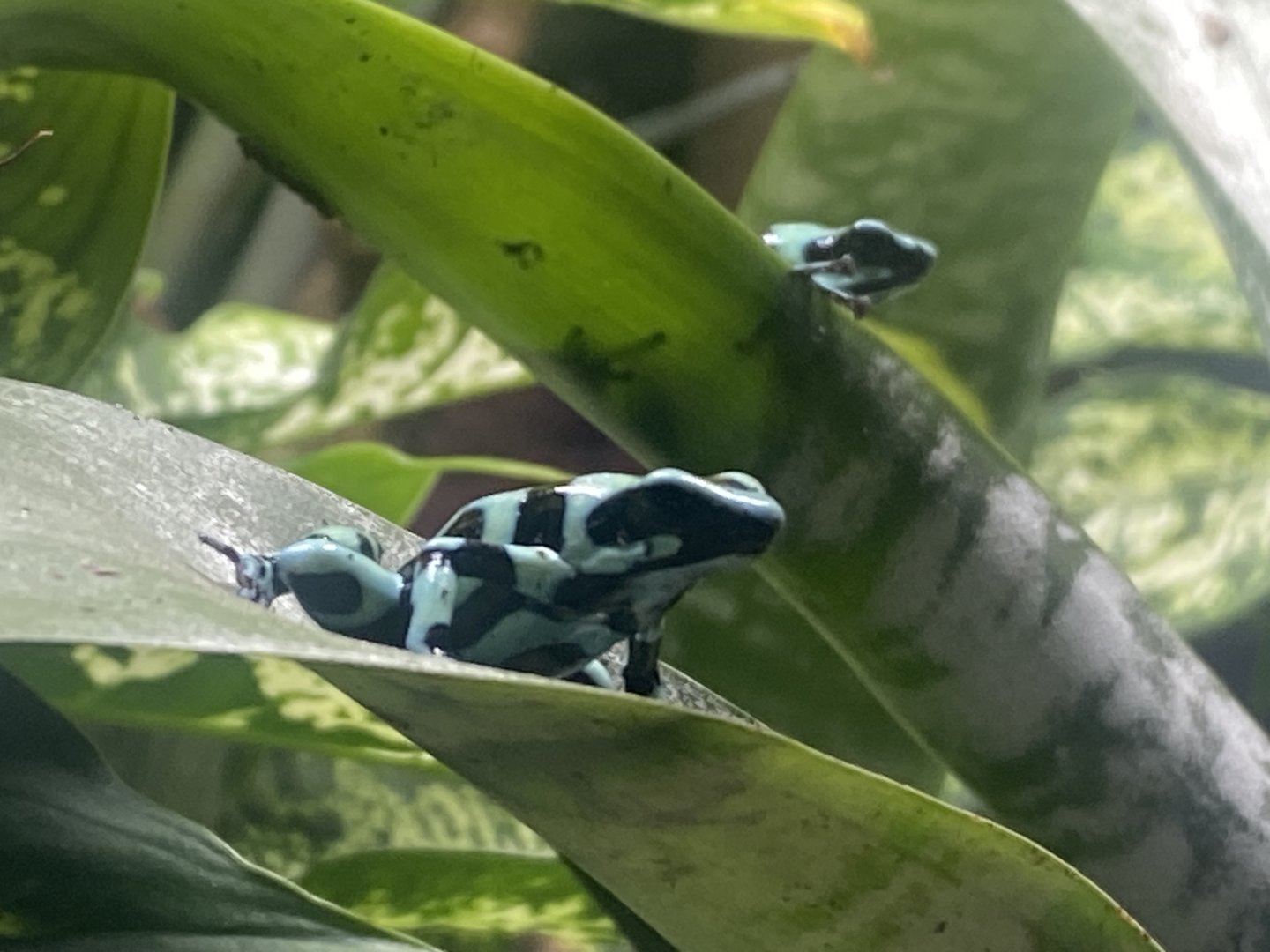 Green and black poison dart frog 060523