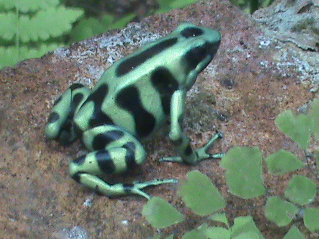 green and black poison dart frog 08/10