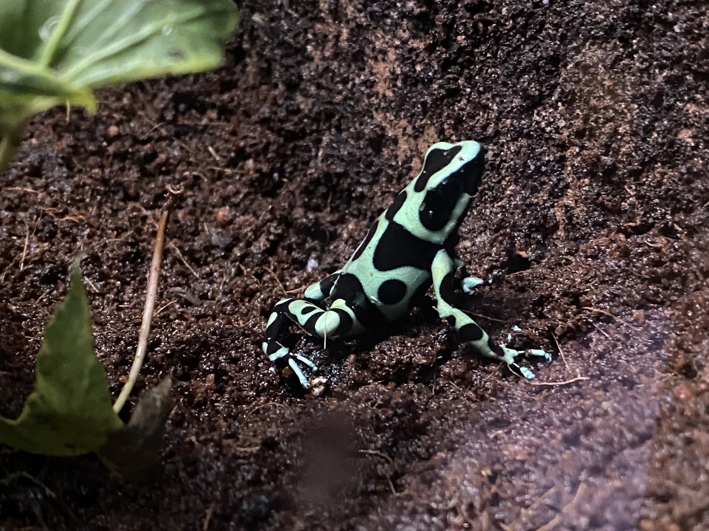 Green and black poison dart frog 110223