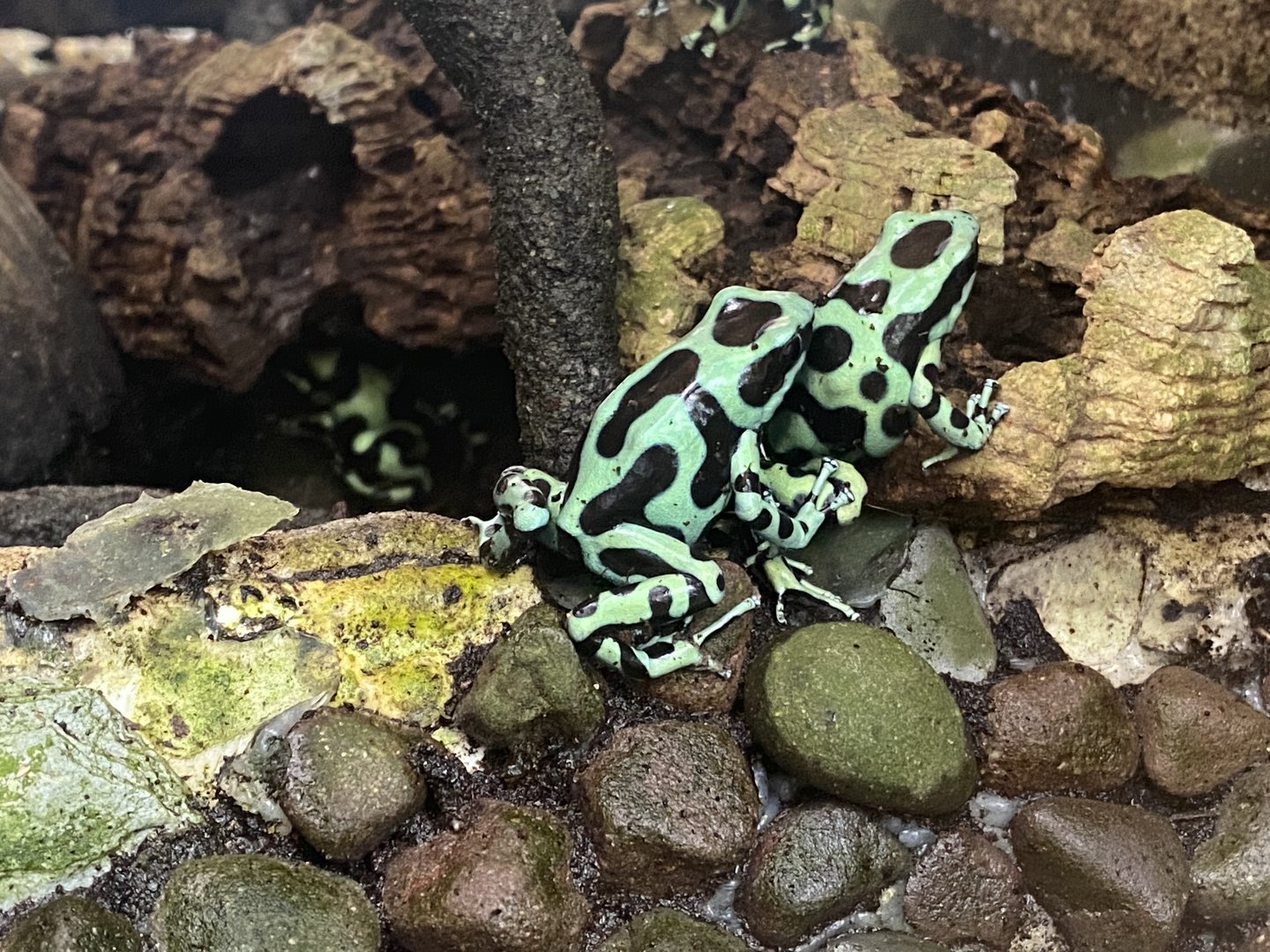 Green and black poison dart frog 200922