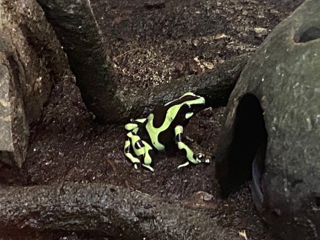 Green and black poison dart frog 200922