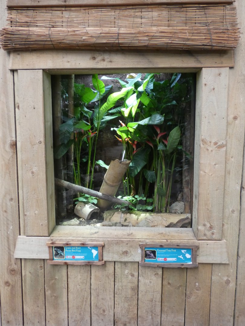 Green and Black Poison Dart Frog and Crowned Tree Frog enclosure in Tropical Realm