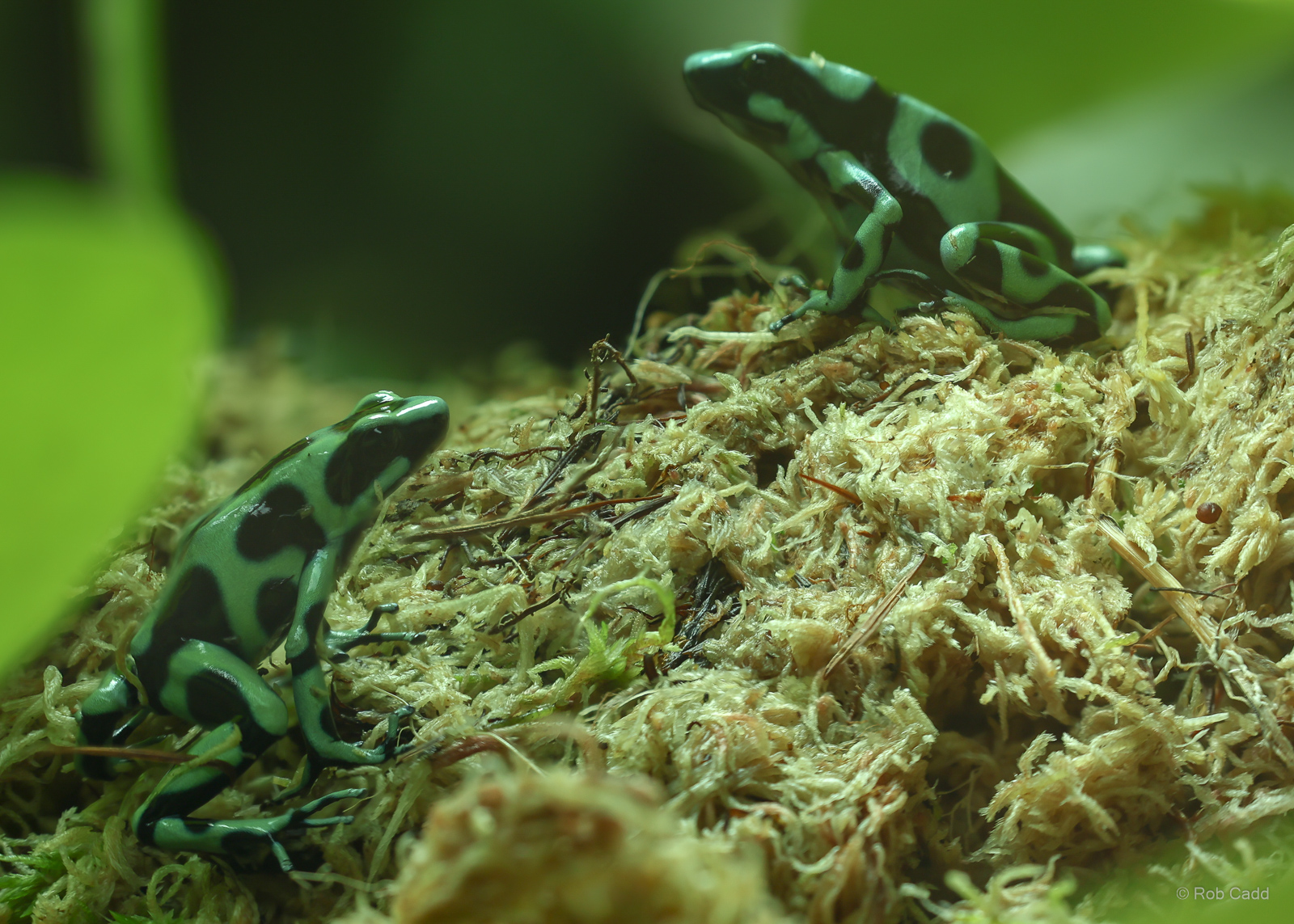 Green and black poison dart frog : Colchester Zoo : 21 Jun 2024