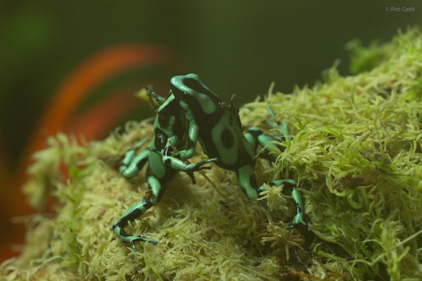 Green and black poison dart frog : Colchester Zoo : 21 Jun 2024