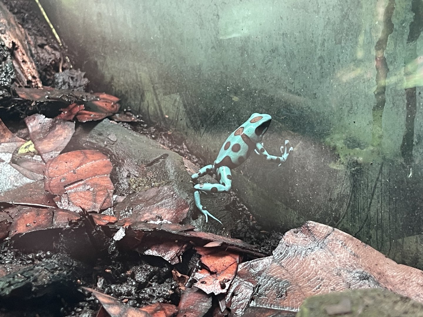 green-and-black poison dart frog (dendrobates auratus) (1)