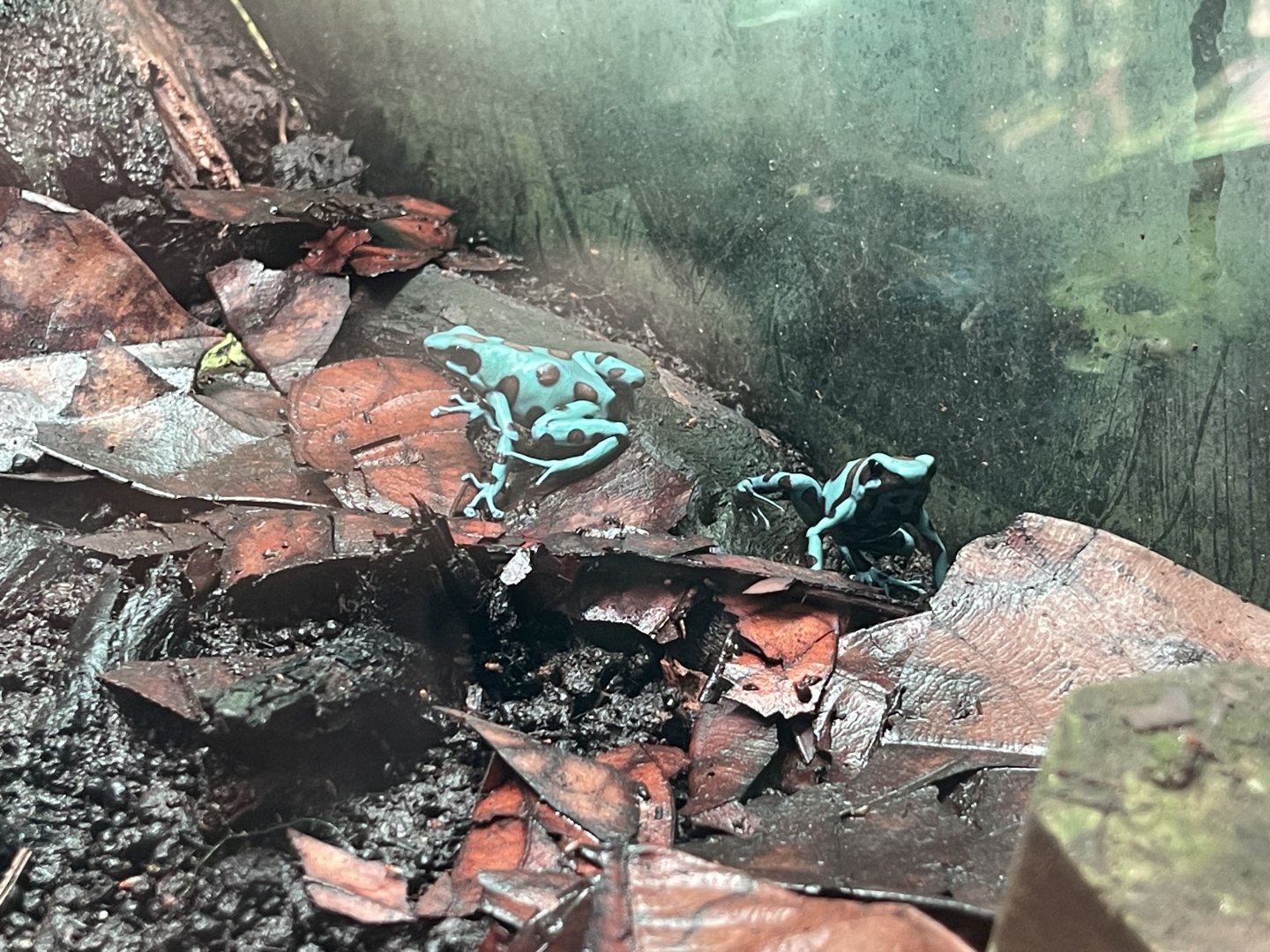 green-and-black poison dart frog (dendrobates auratus) (2)