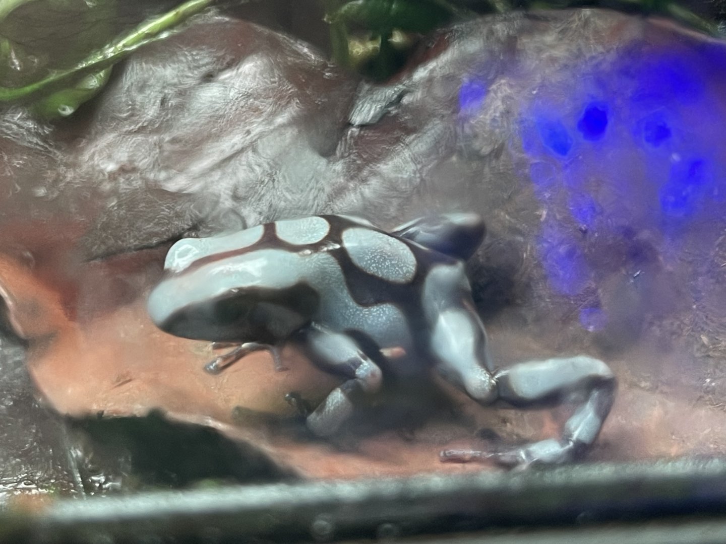 green-and-black poison dart frog (dendrobates auratus) (3)
