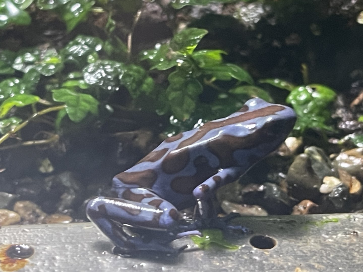 green-and-black poison dart frog (dendrobates auratus) - museum komodo