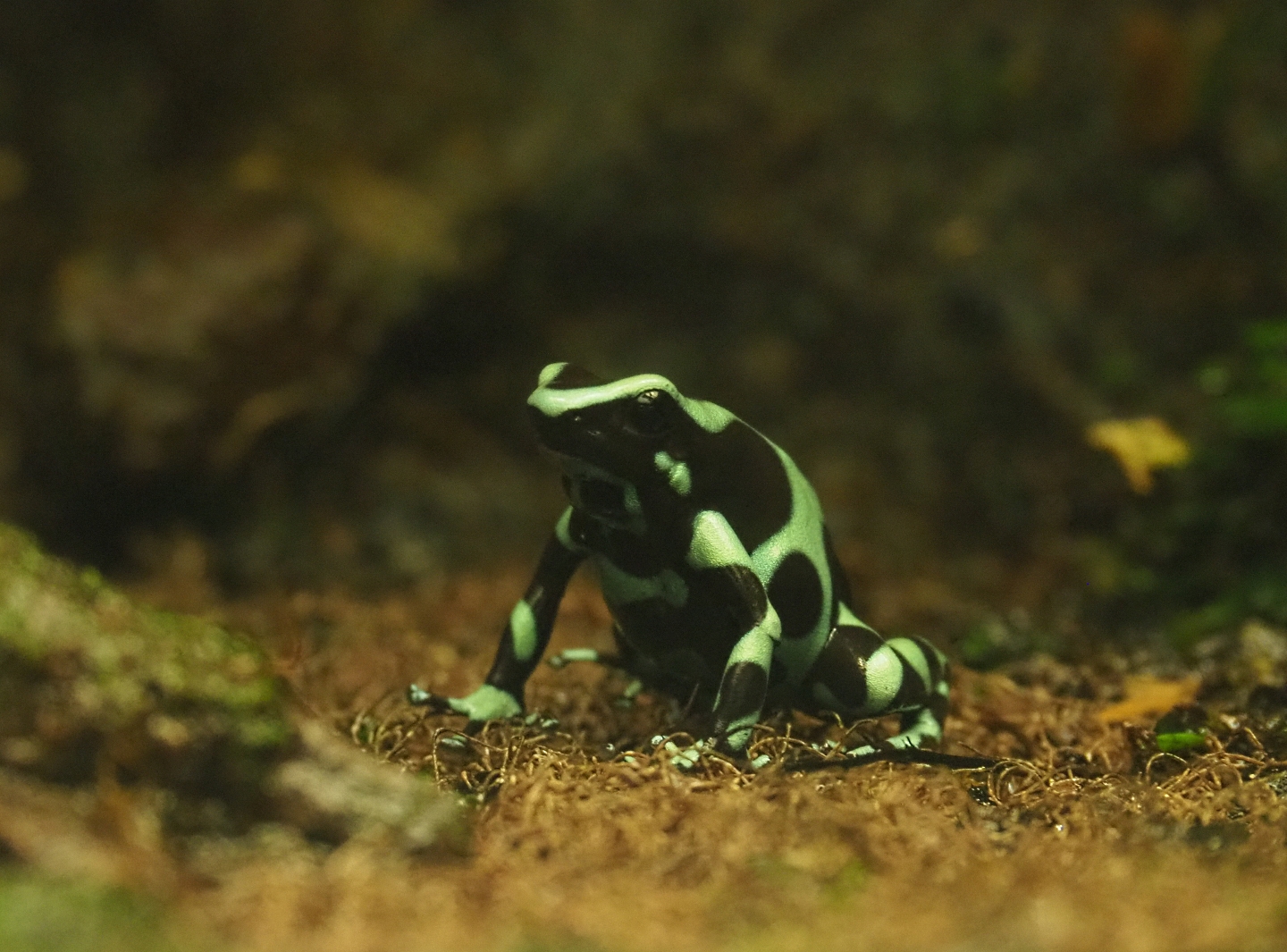 Green-and-black poison dart frog (Dendrobates auratus), Oct 13th, 2018