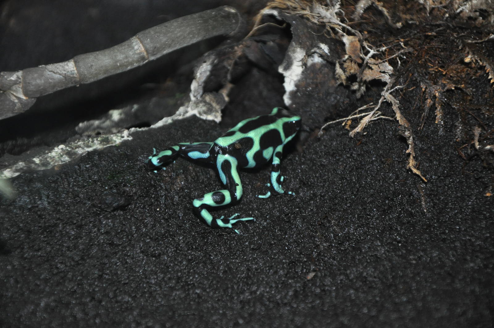Green-and-black poison dart frog/ Dendrobates auratus