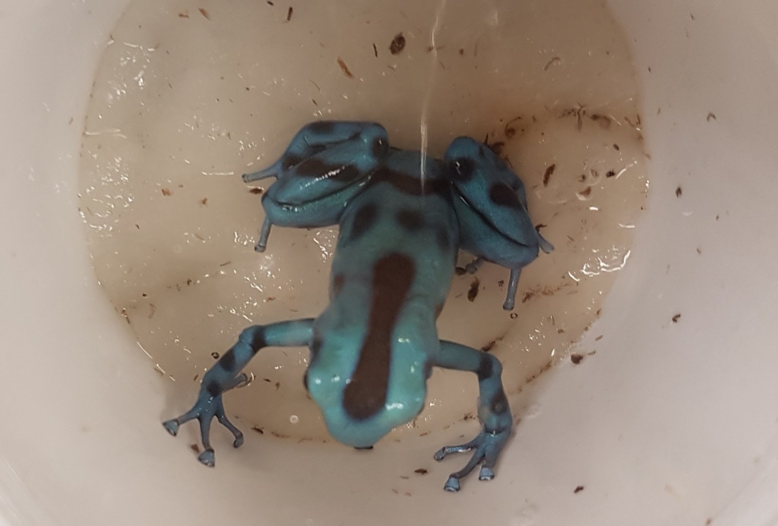 Green-and-black poison dart frog - Dendrobates auratus