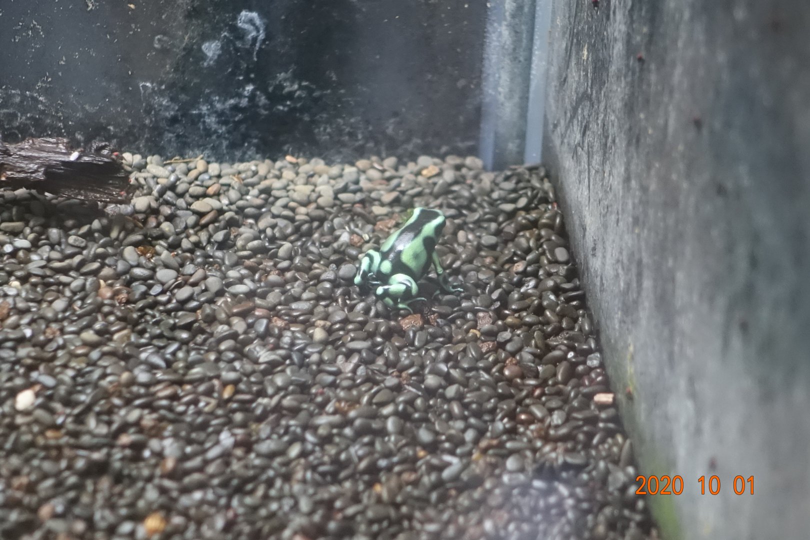 Green And Black Poison Dart Frog (Dendrobates auratus)
