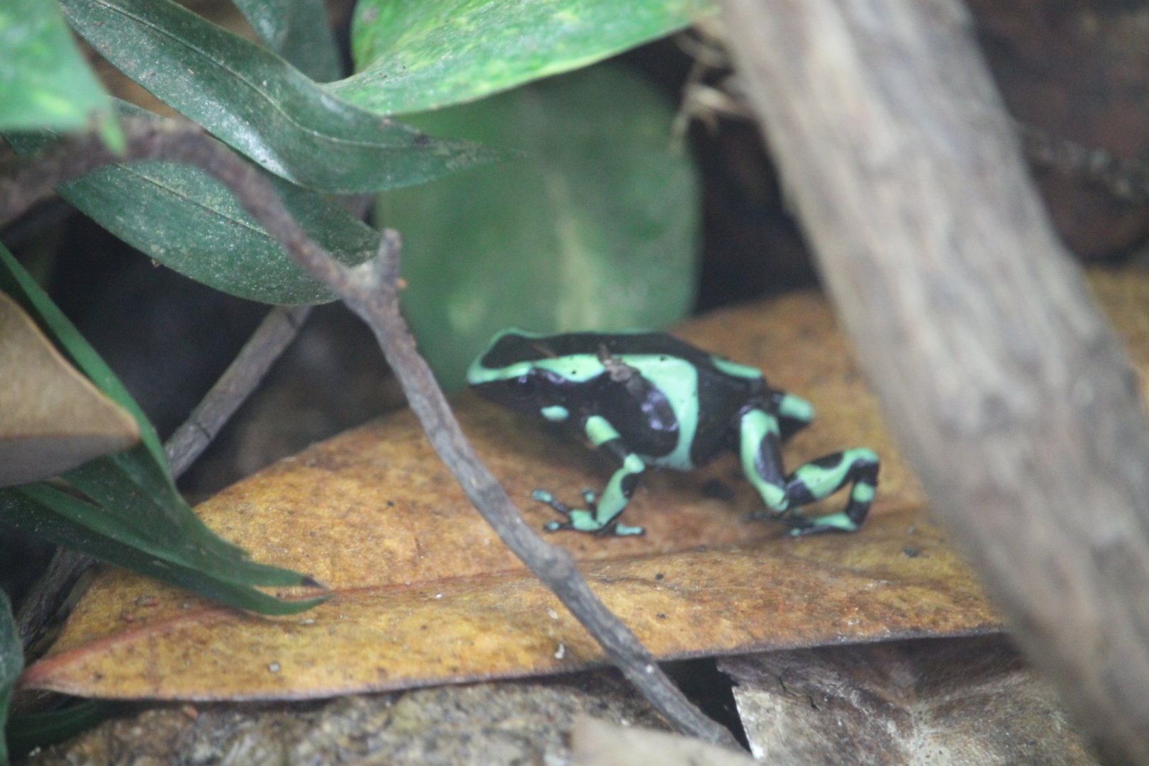 Green and black poison dart frog (Dendrobates auratus)