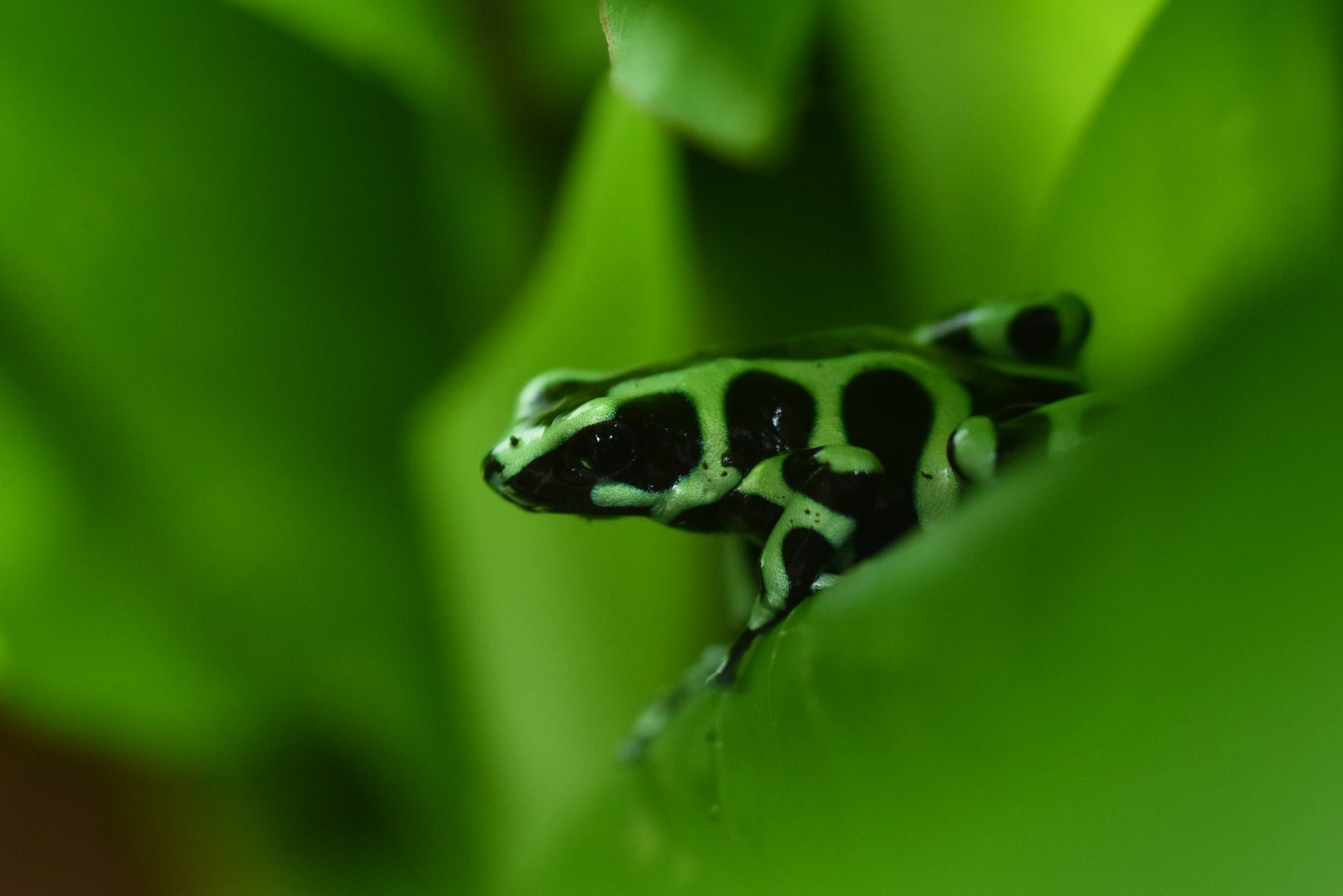 Green-and-black poison dart frog (Dendrobates auratus)
