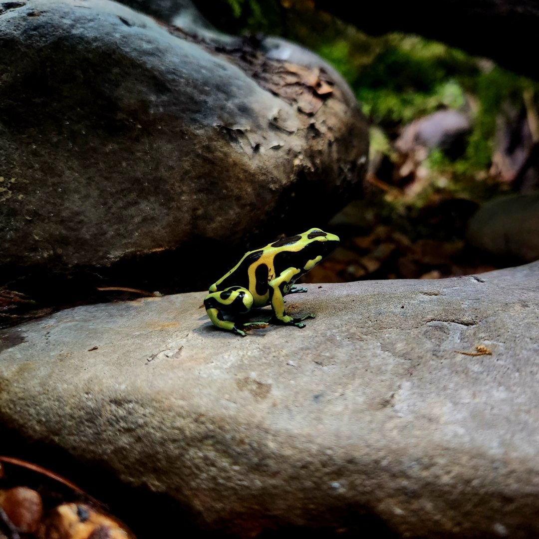Green-and-Black Poison Dart Frog (Dendrobates auratus)