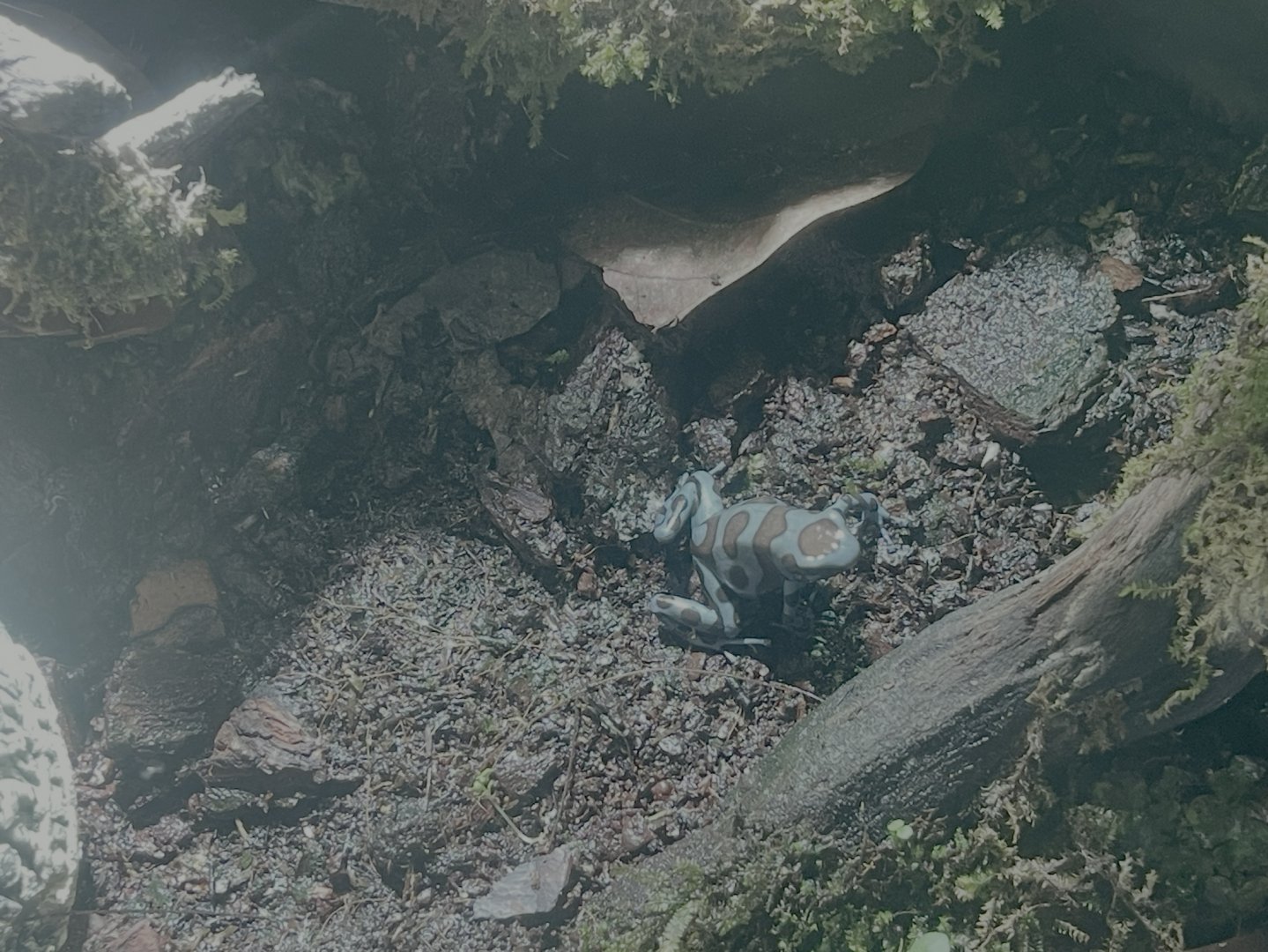 green-and-black poison dart frog (dendrobates auratus)