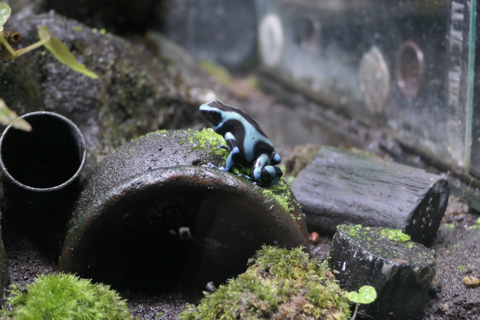 Green and Black Poison Dart Frog (Dendrobates auratus)